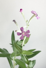 The Good Card Plantable Card- Little Bundle Of Joy