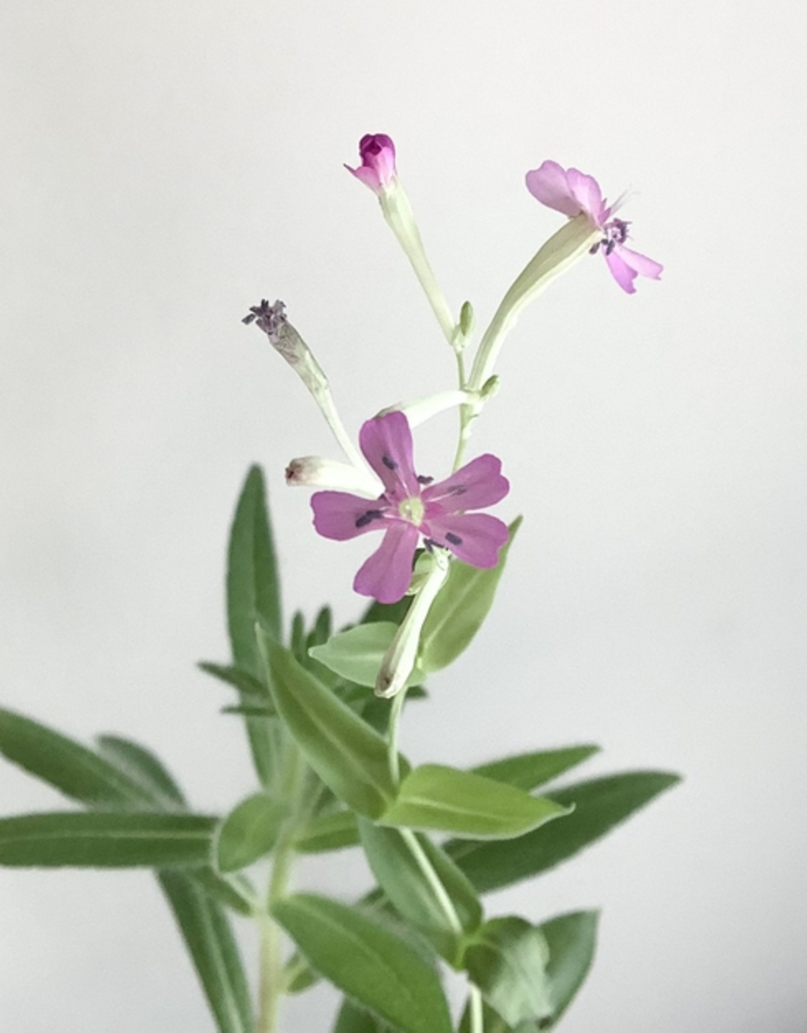 The Good Card Plantable Card- Happy Shower