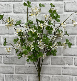 Tri W White Olive Blossom Bush