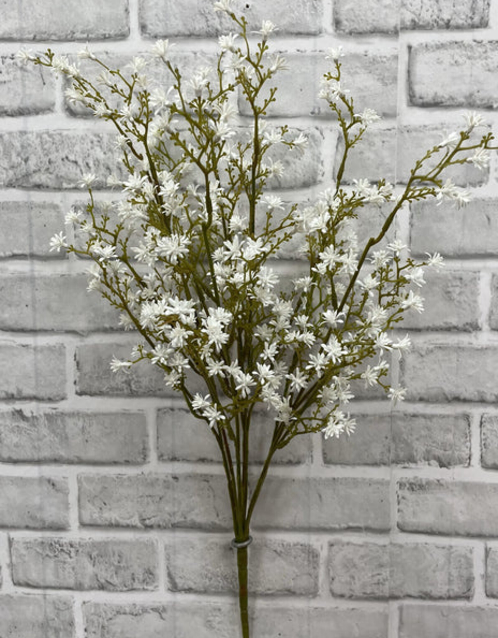 Tri W White Seedum Seed Bush