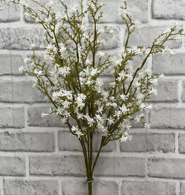 Tri W White Seedum Seed Bush