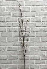 Tri W Pussy Willow Tall  Bundle