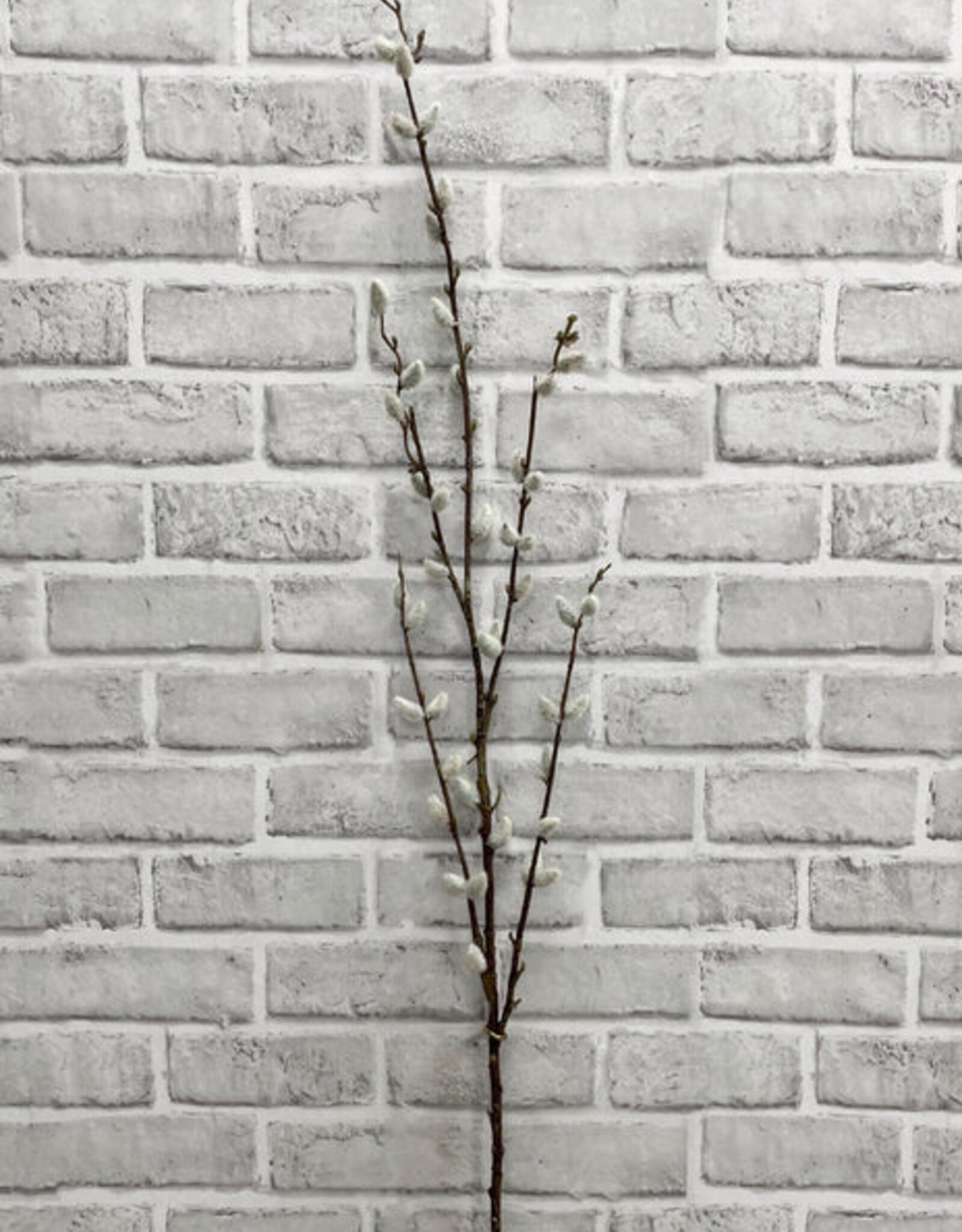 Tri W Pussy Willow Tall  Bundle
