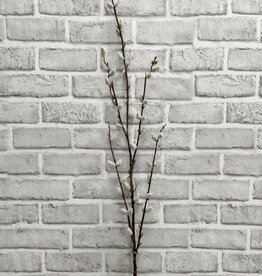 Tri W Pussy Willow Tall  Bundle