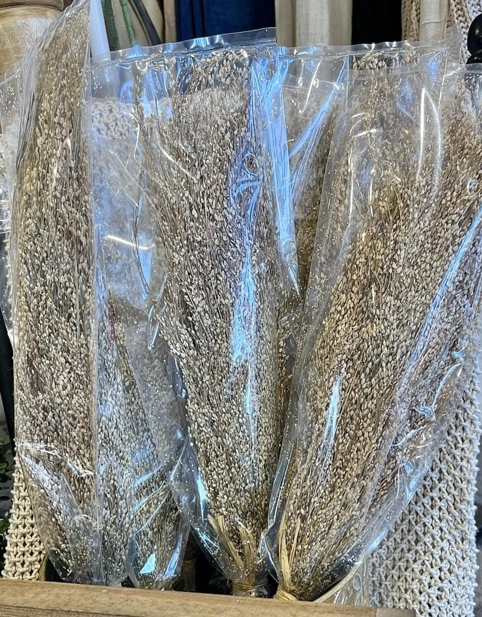 Creative Coop Dried Star Grass Bunch