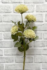 Tri W Scabiousa Spray Cream 26"