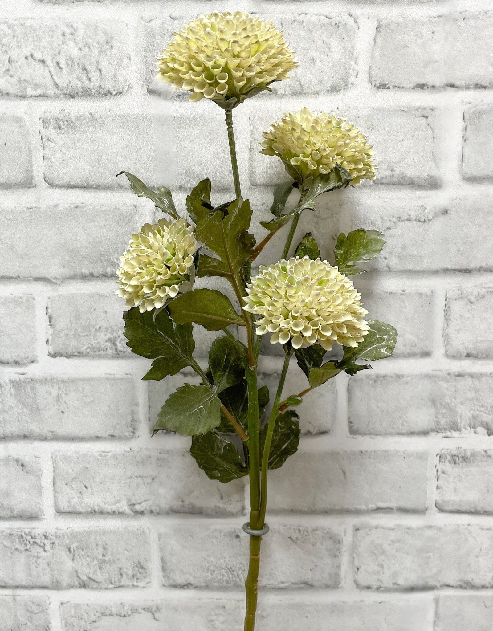 Tri W Scabiousa Spray Cream 26"