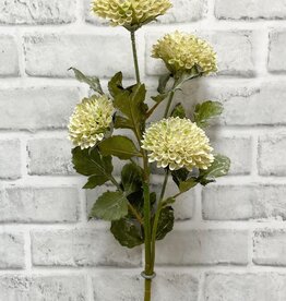 Tri W Scabiousa Spray Cream 26"