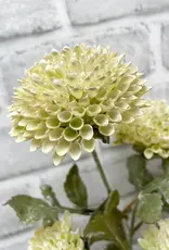 Tri W Scabiousa Spray Cream 26"