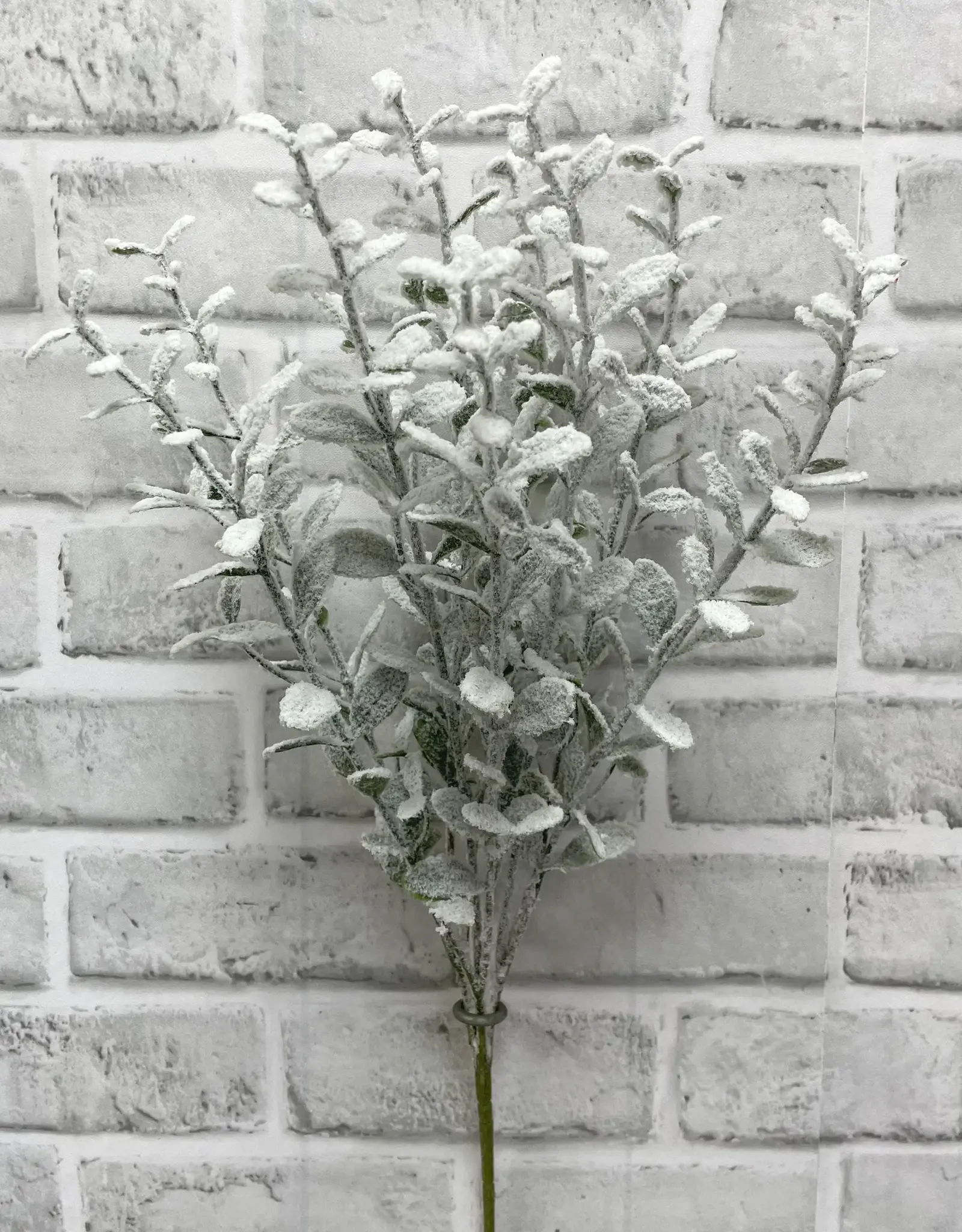 Tri W Snowy Boxwood Bush 19"