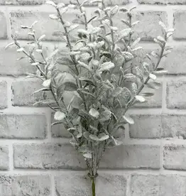 Tri W Snowy Boxwood Bush 19"
