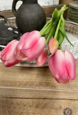 Tri W Fresh Touch Tulip, Cotton Candy Formosa