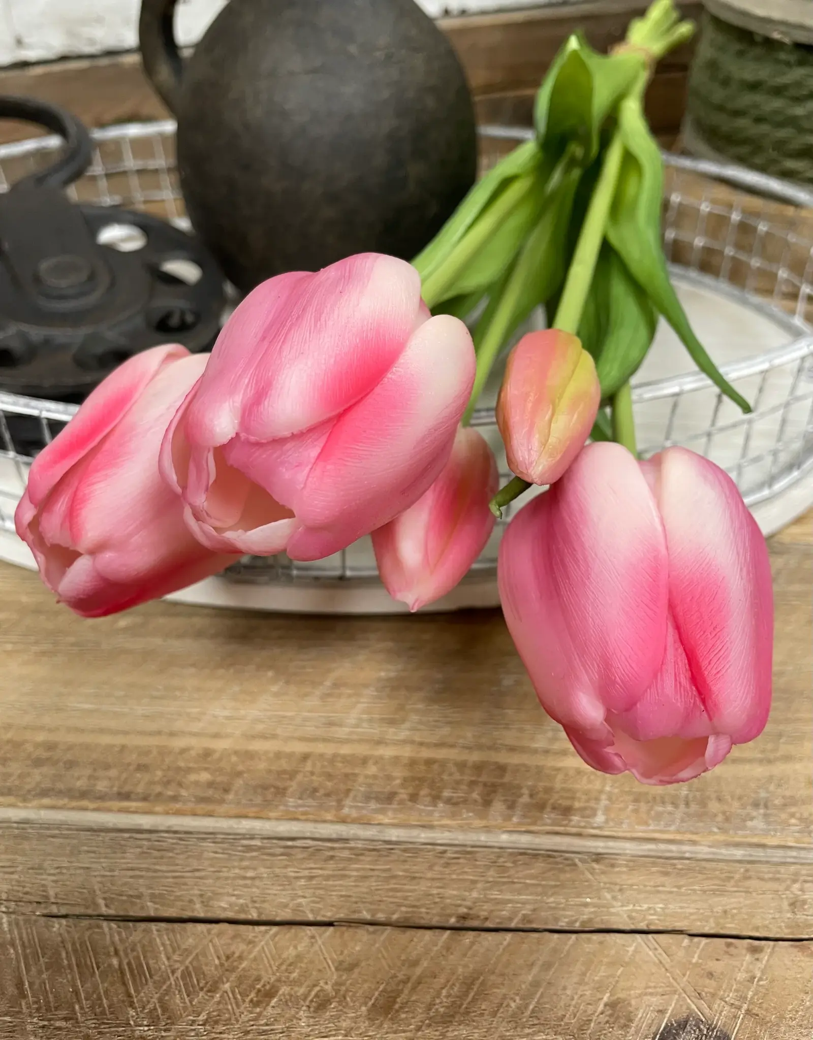 Tri W Fresh Touch Tulip, Cotton Candy Formosa
