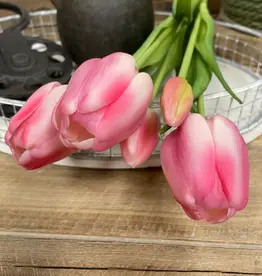 Tri W Fresh Touch Tulip, Cotton Candy Formosa