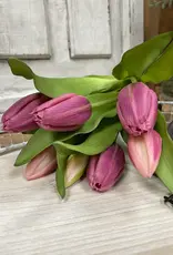 Tri W Fresh Touch Tulip, Deep Blush Formosa