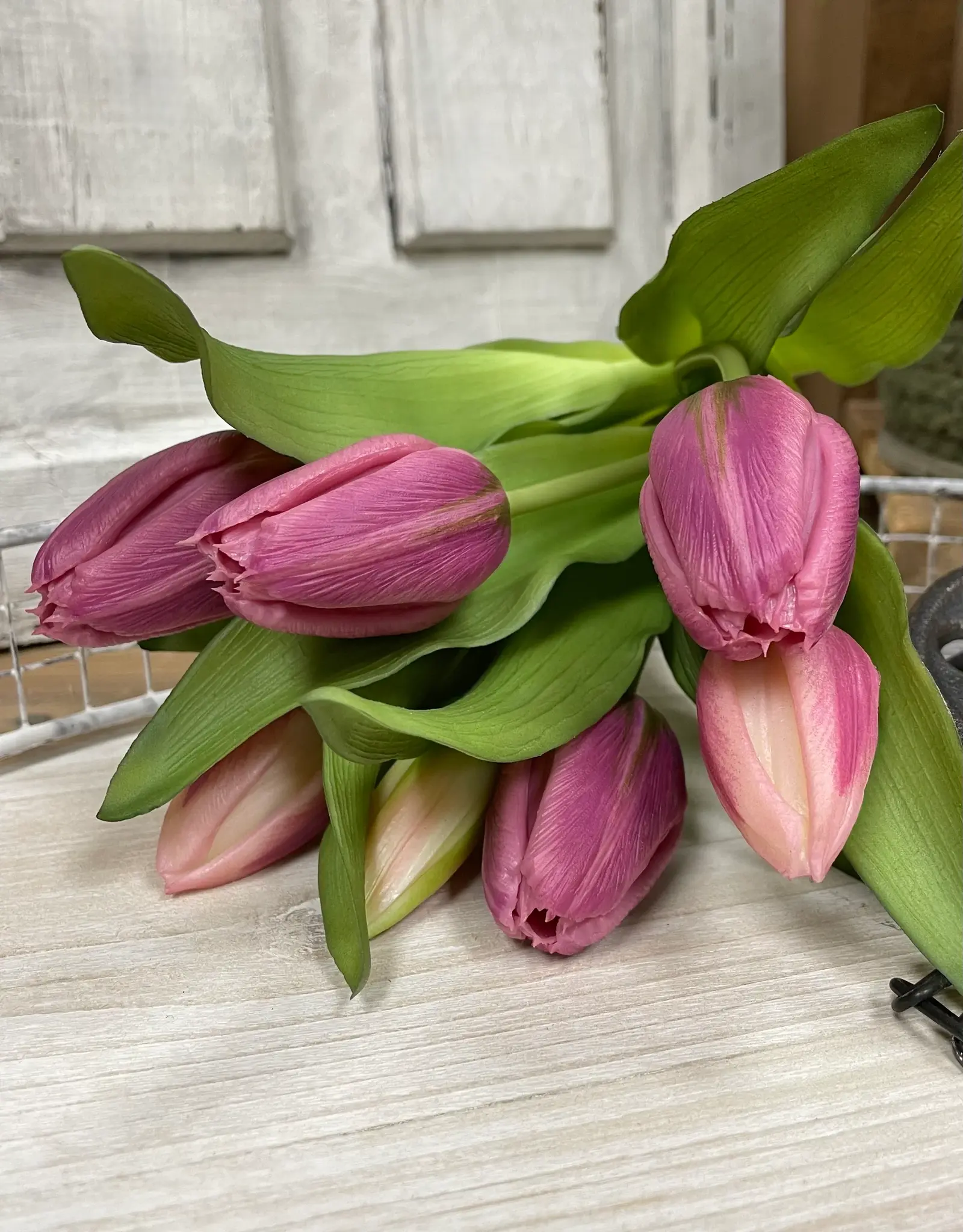 Tri W Fresh Touch Tulip, Deep Blush Formosa