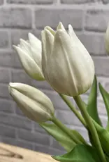 Tri W Fresh Touch  Mini Tulip Bundle, White
