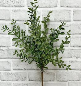 Tri W Tea Leaf Bush