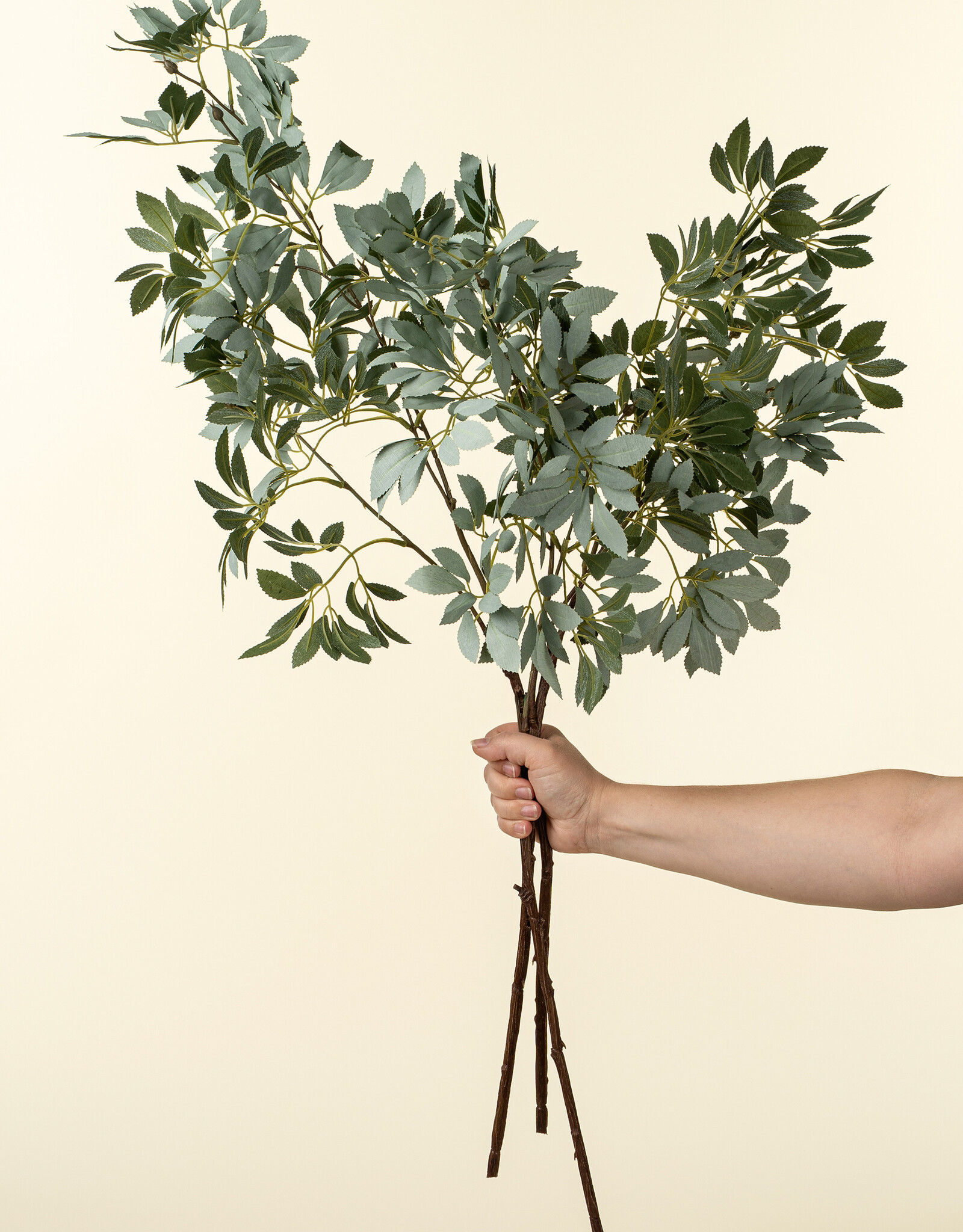 Indaba Olive Leaf Branch