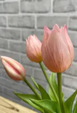 Tri W Fresh Touch  Mini Tulip Bundle, Pink