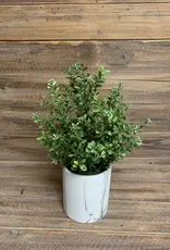 Tri W 14" Potted Boxwood Bush