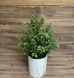 Tri W 14" Potted Boxwood Bush