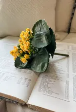 Tri W 8.25" Kalanchoe Buch, Yellow