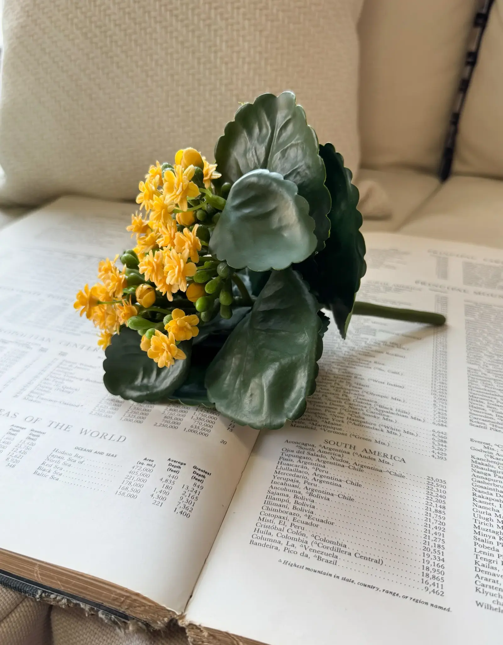 Tri W 8.25" Kalanchoe Buch, Yellow