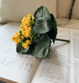 Tri W 8.25" Kalanchoe Buch, Yellow