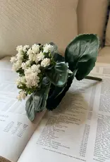 Tri W 8.25" Kalanchoe Buch, White