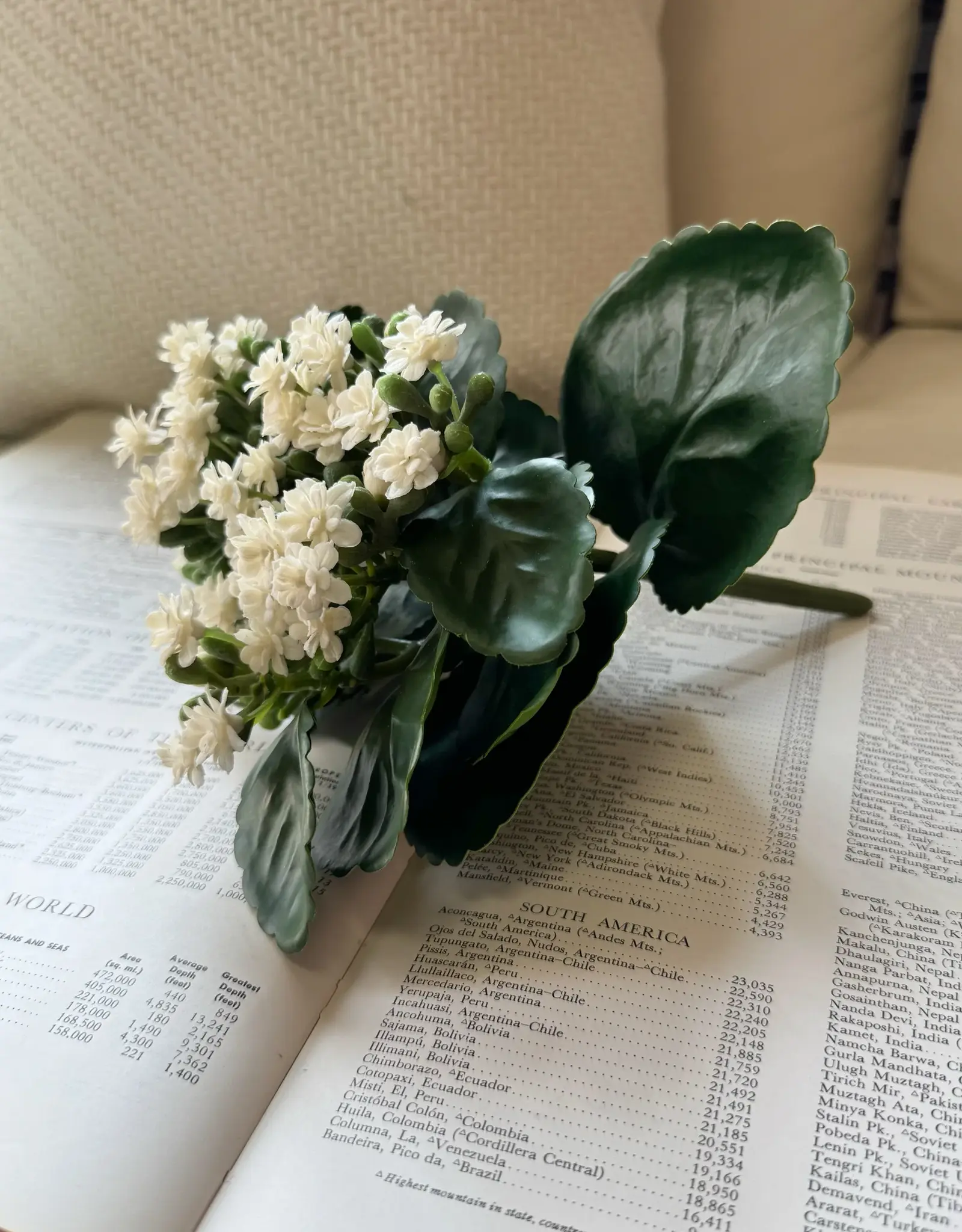 Tri W 8.25" Kalanchoe Buch, White