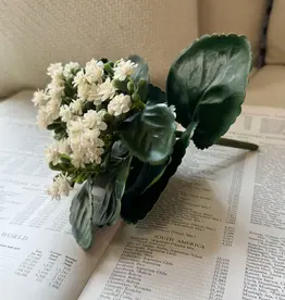 Tri W 8.25" Kalanchoe Buch, White