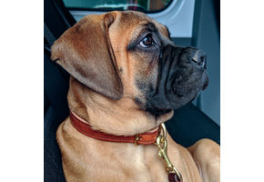 Leather Hildi Stitched Collar