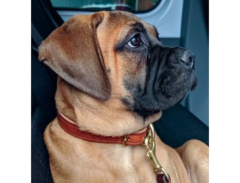 Leather Hildi Stitched Collar