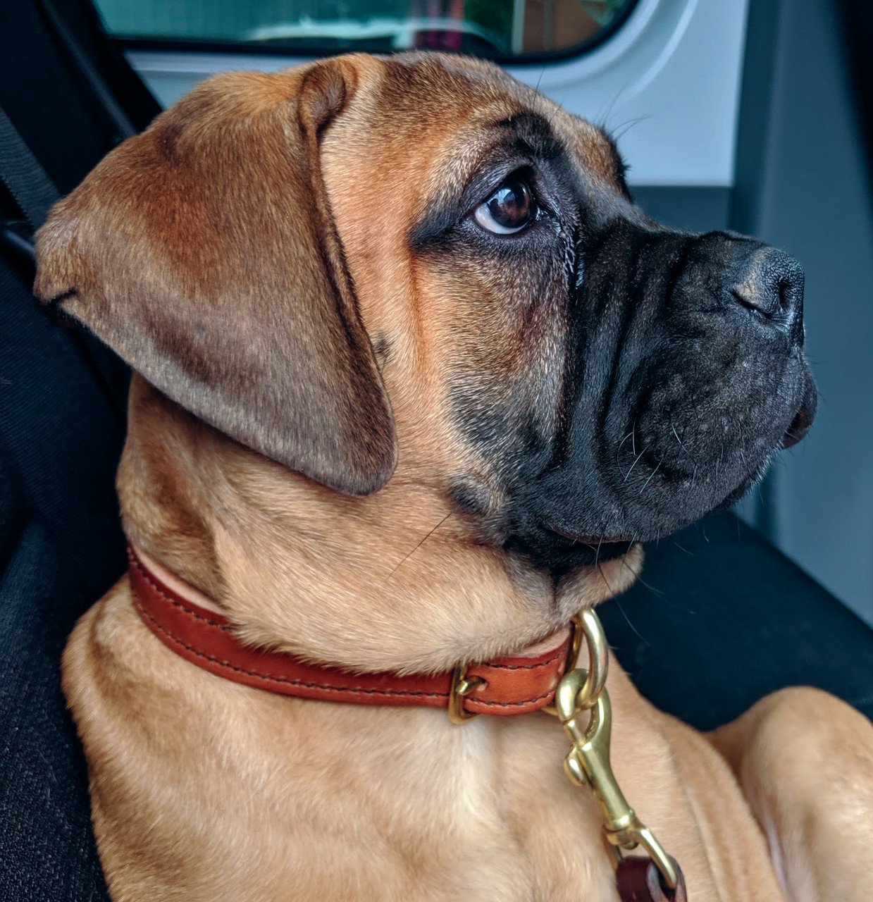 Leather Hildi Stitched Collar