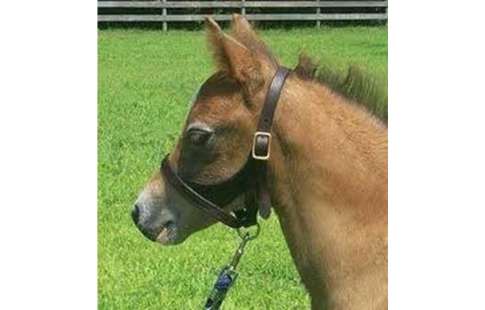 Halter Special Foal Figure 8 Turnout
