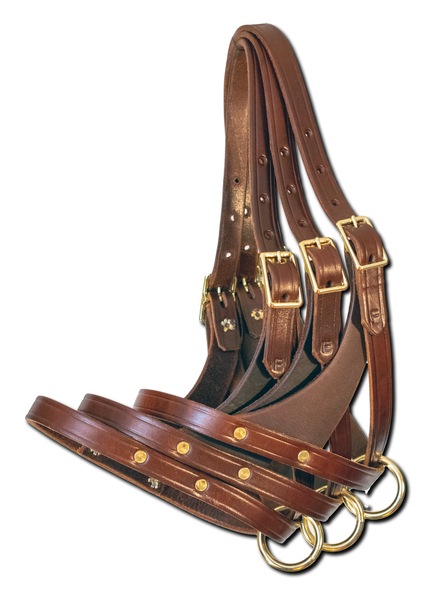 Halter Special Foal Figure 8 Turnout