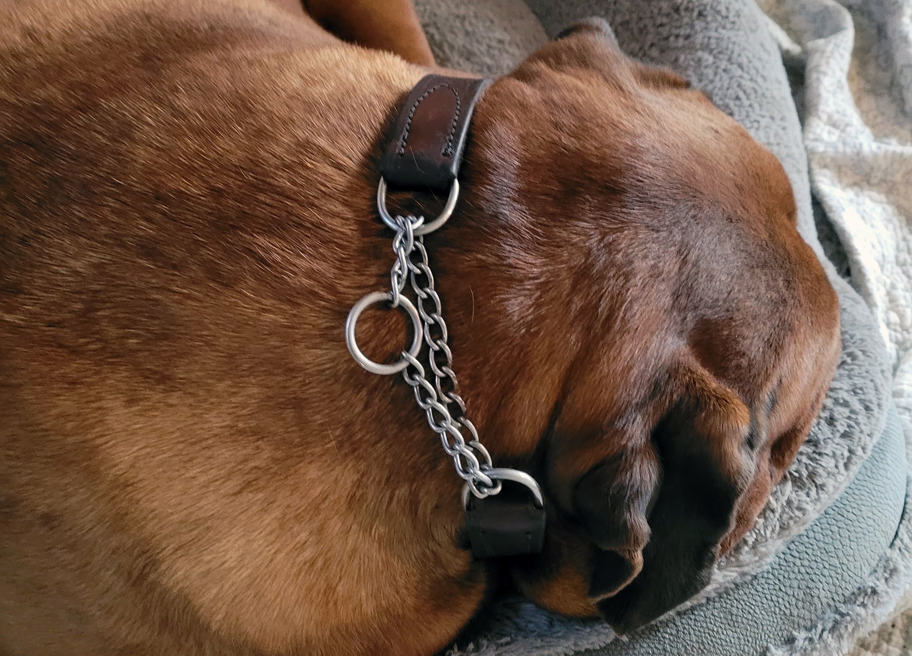 Leather Training Collar