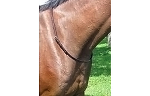 Neck Strap - Eventing