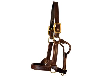 Leather Halter Stallion Sale