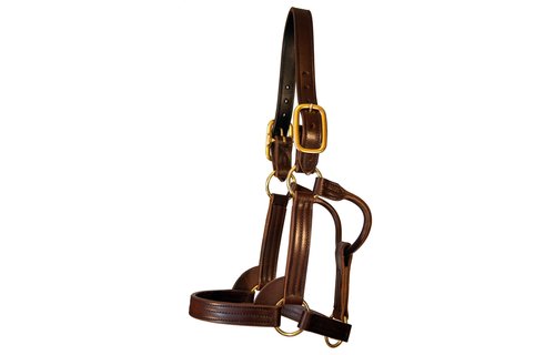 Leather Halter Stallion Sale