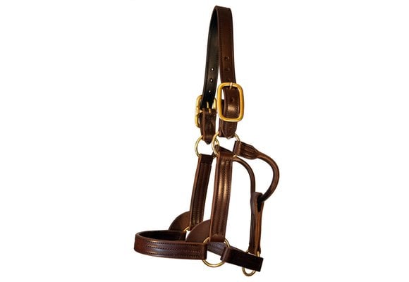 Leather Halter Stallion Sale
