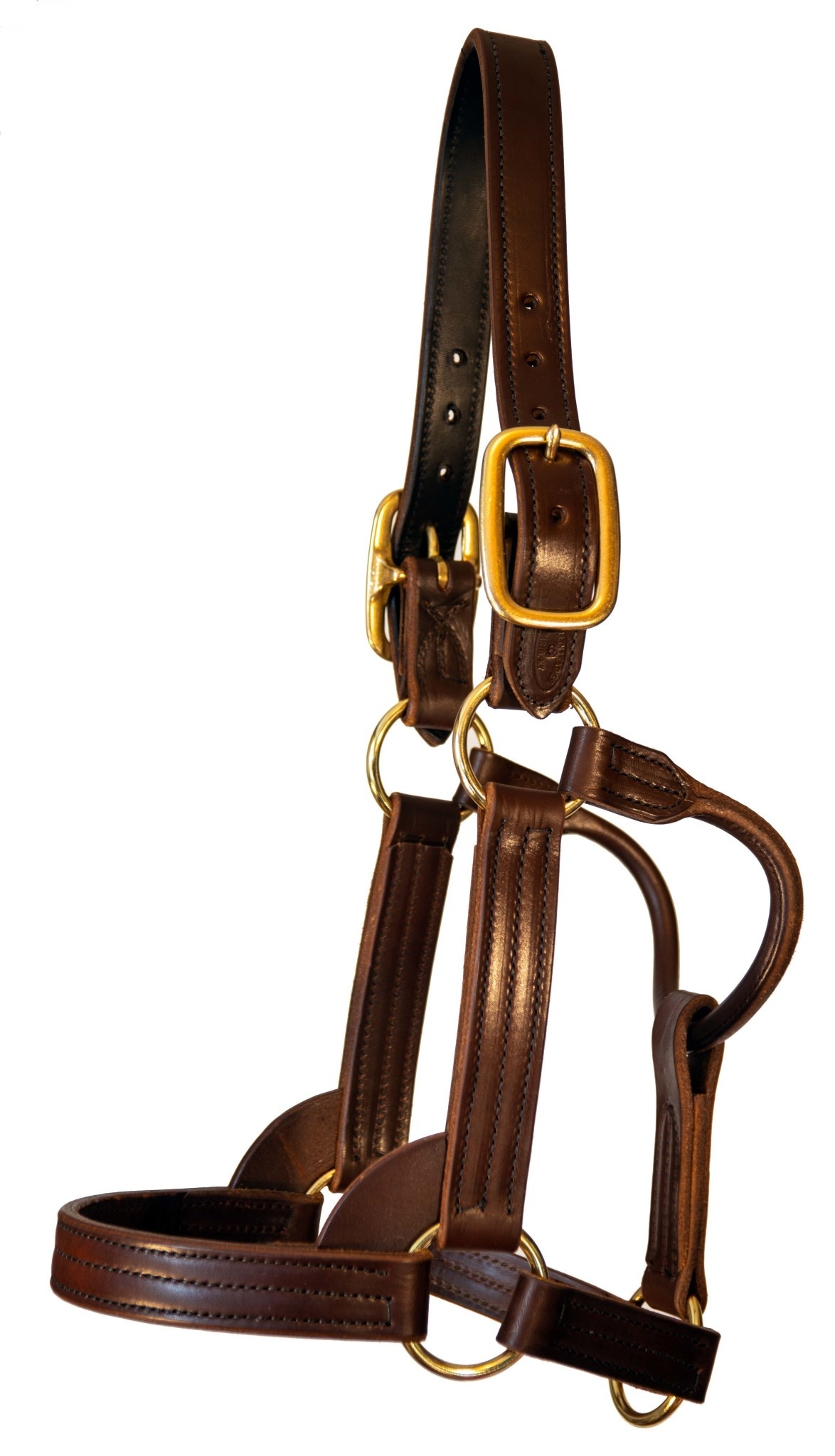 Leather Halter Stallion Sale