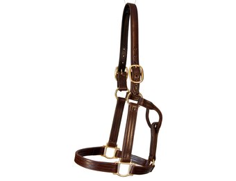 1 Halter Plate Belt - Quillin Leather & Tack, Inc