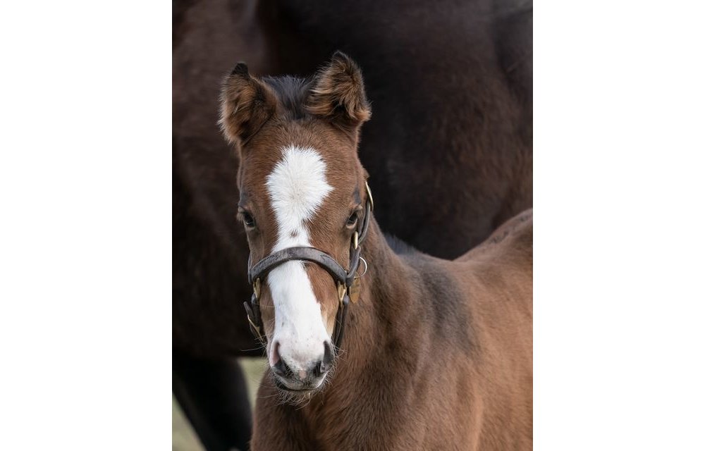 Turnout Halter