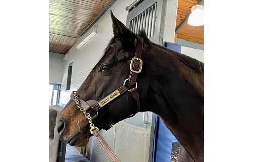 Leather Halter Stallion Sale