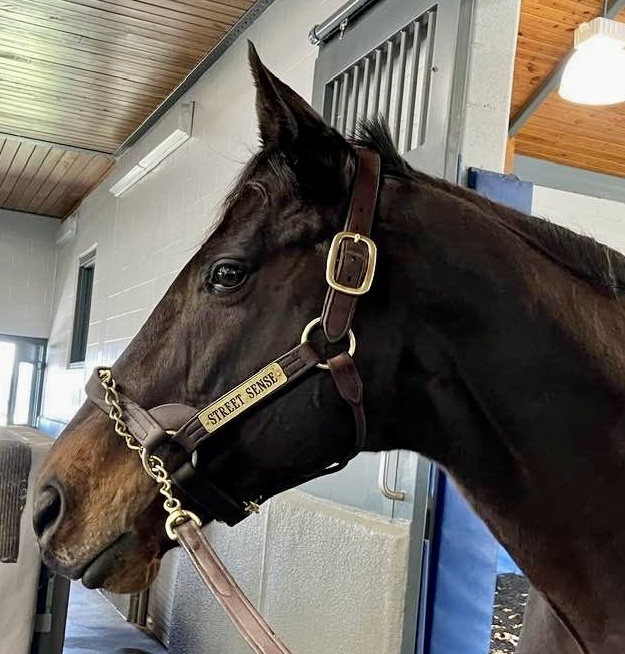 Stallion Sale Halter Quillin Leather & Tack, Inc