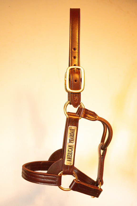 Leather Halter Stallion Sale