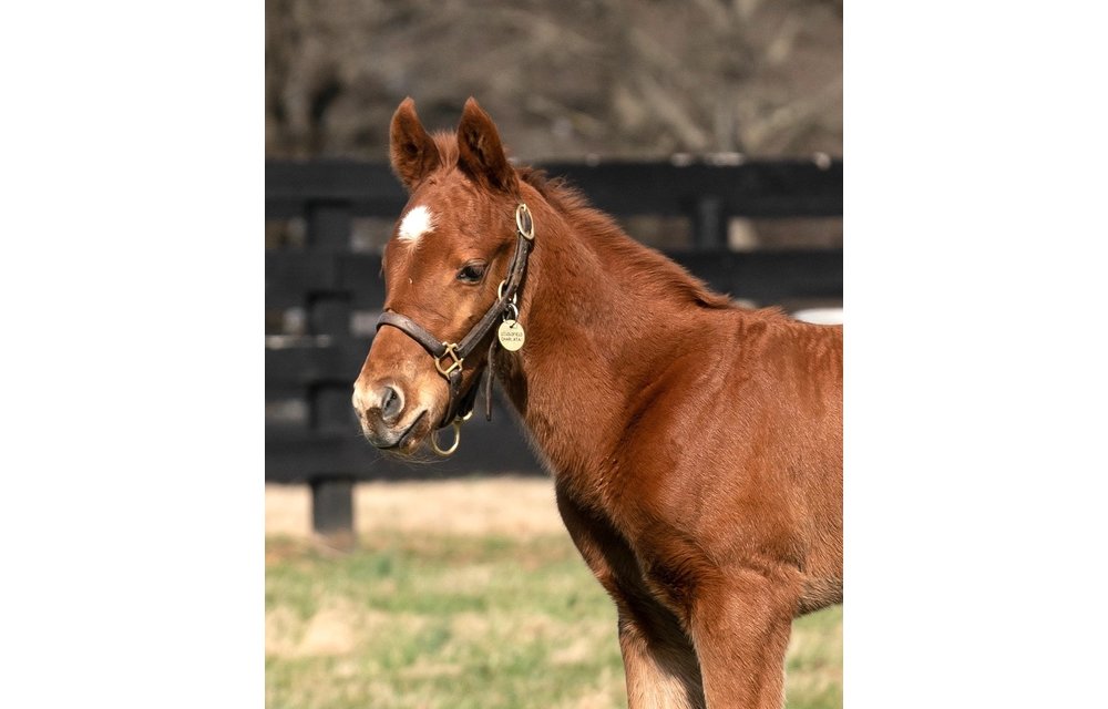 Foal (TO)