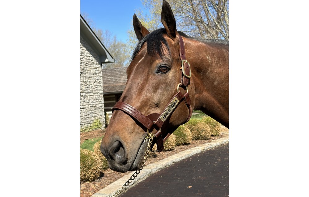 Leather Halter Stallion Sale